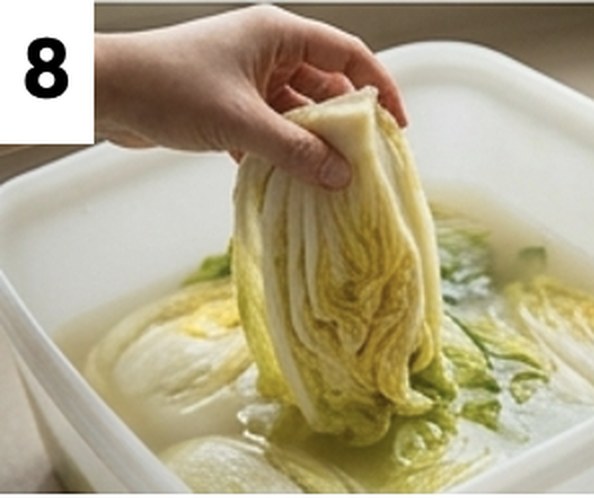 Step 8: lifting a brined cabbage quarter to check that it is soft and floppy