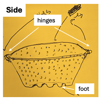 Side view sketch of the strainer, showing the hinges it folds on and the foot it stands on