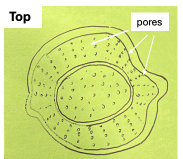 Top view sketch of the strainer, the bowl drawn with pores across its whole surface